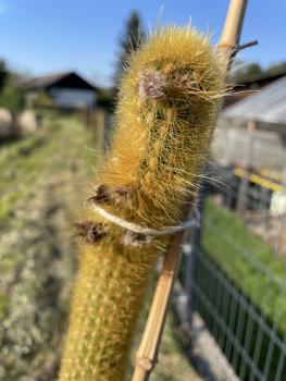 Borzicactus icosagonus